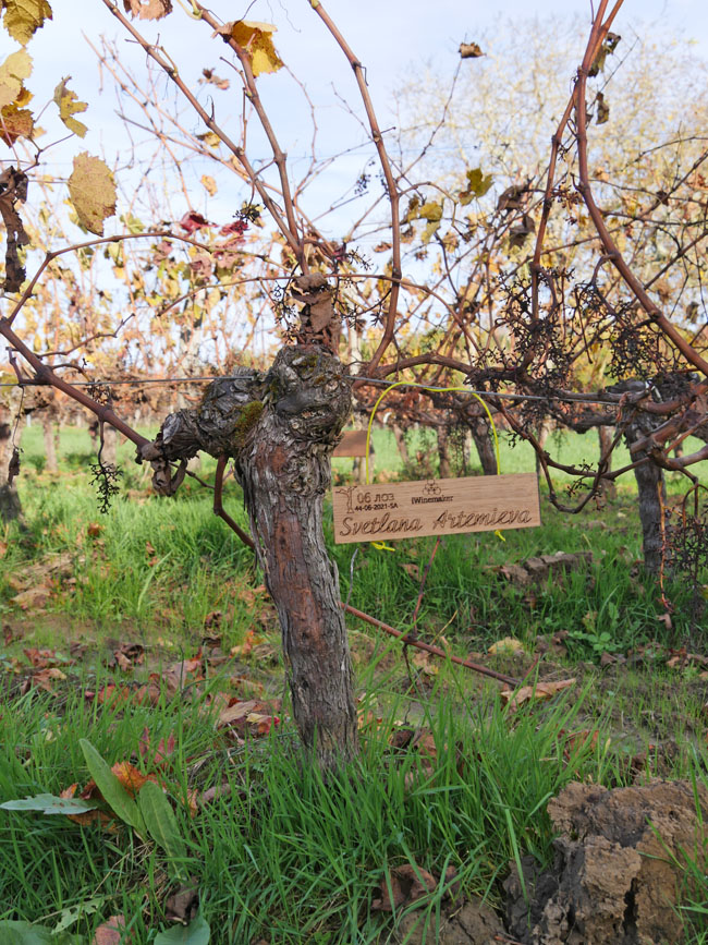 Виноградник на урожай